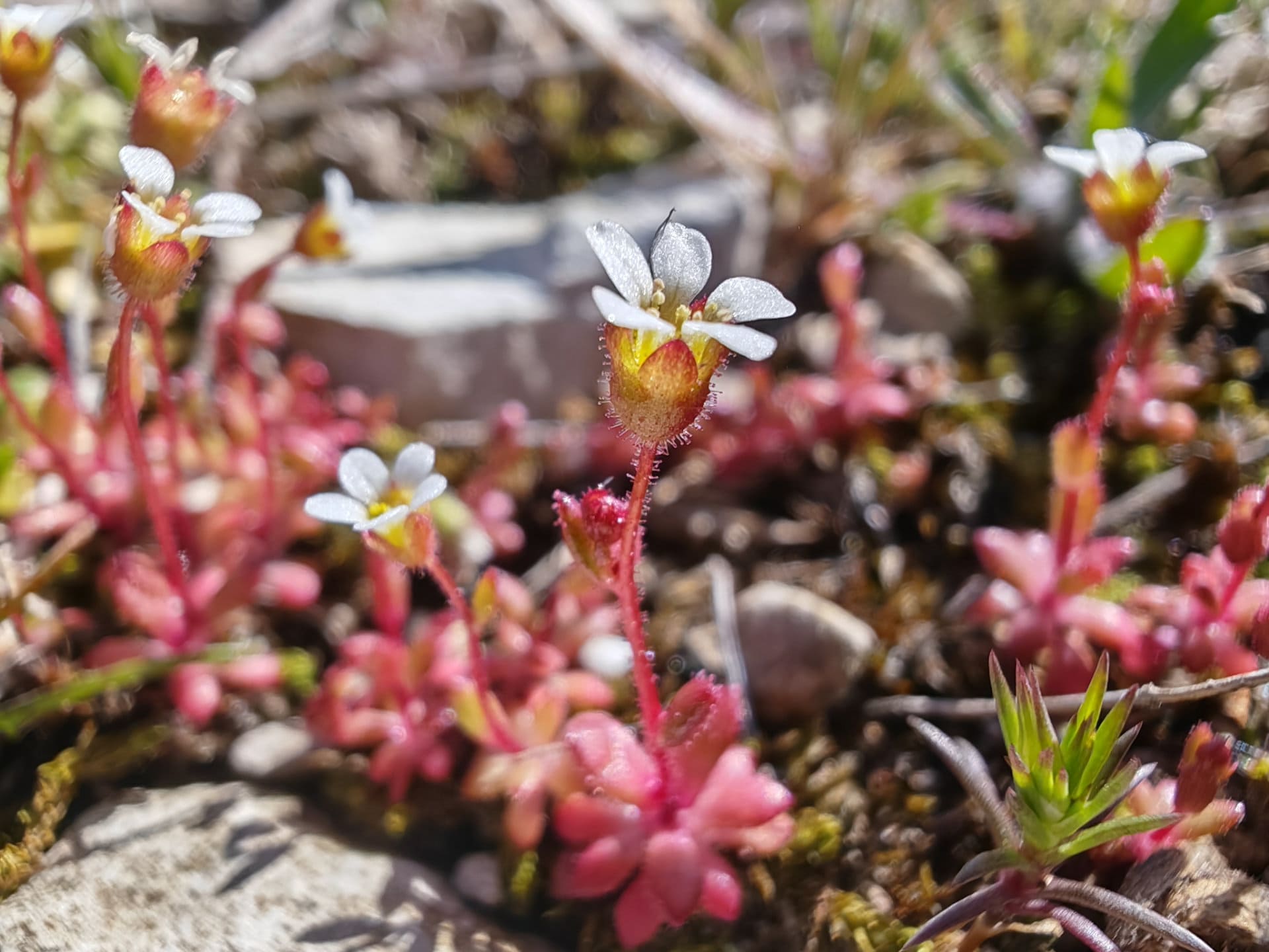 Saxifrage à trois doigts