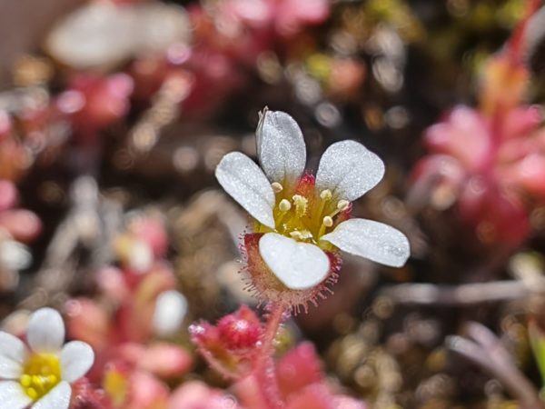Saxifrage à trois doigts