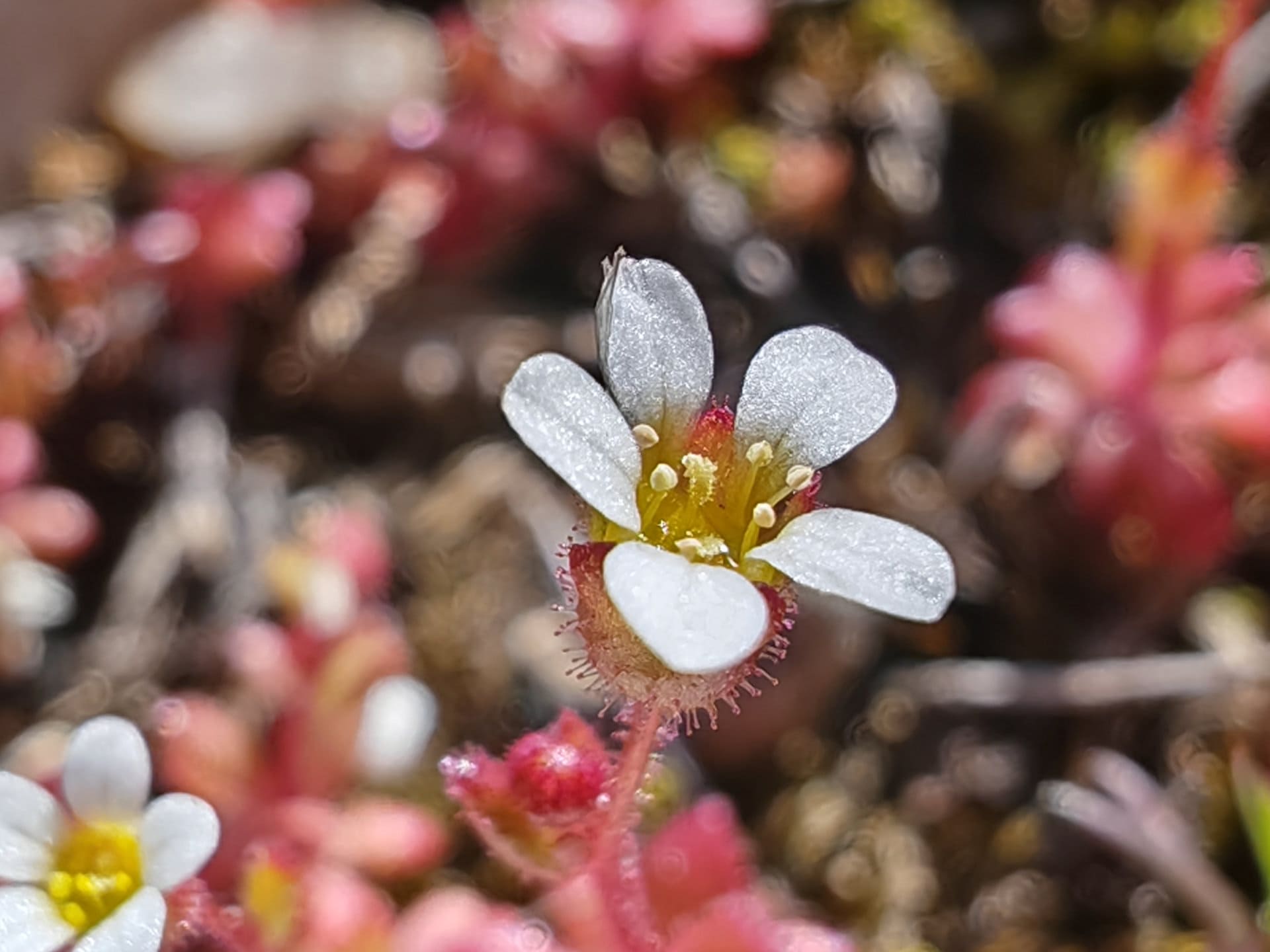 Saxifrage à trois doigts