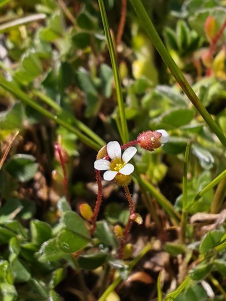 Saxifrage à trois doigts
