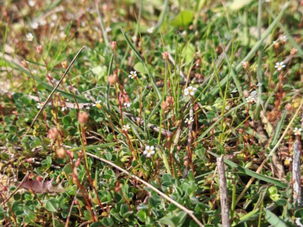 Saxifrage à trois doigts