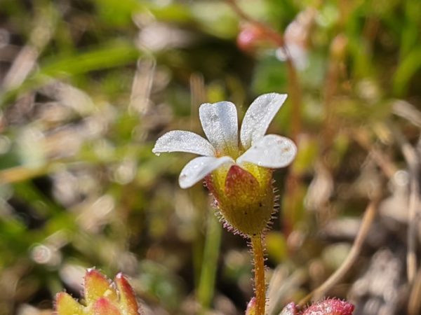 Saxifrage à trois doigts