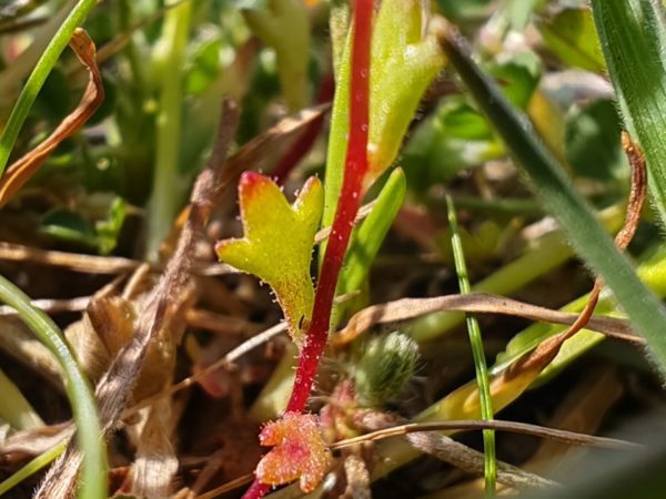 Saxifrage à trois doigts