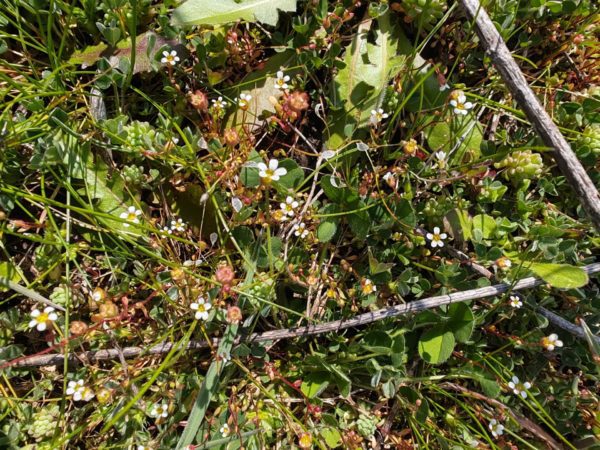 Saxifrage à trois doigts