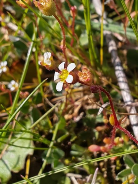 Saxifrage à trois doigts