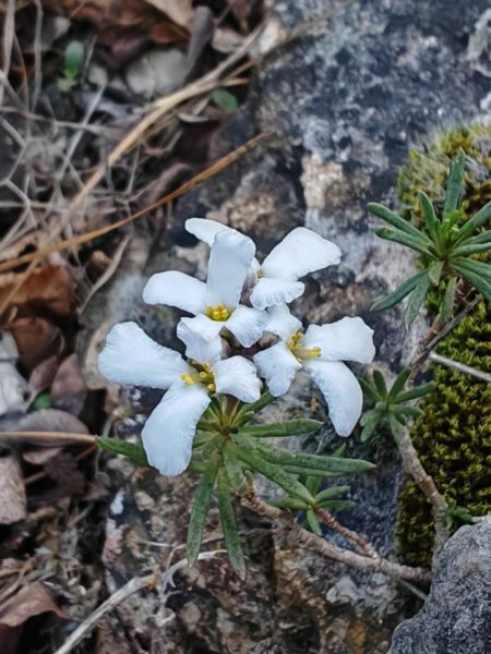 Ibéris des rochers