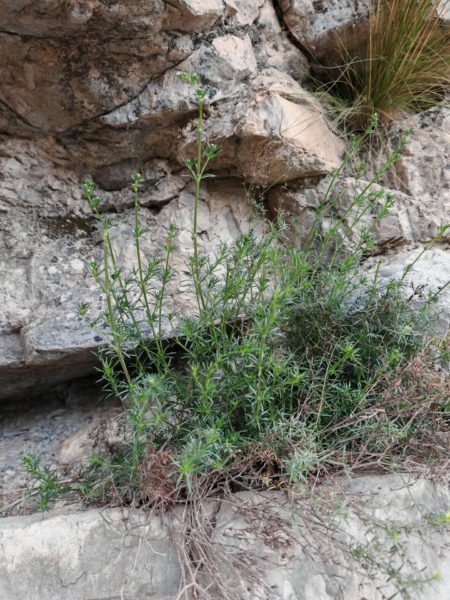 Ibéris des rochers