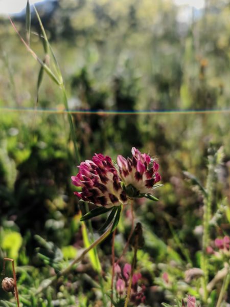 Anthyllide à fleurs rouges