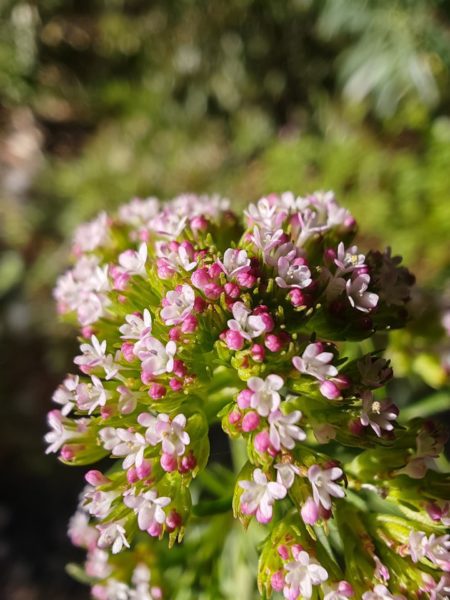 Centranthe chausse-trappe