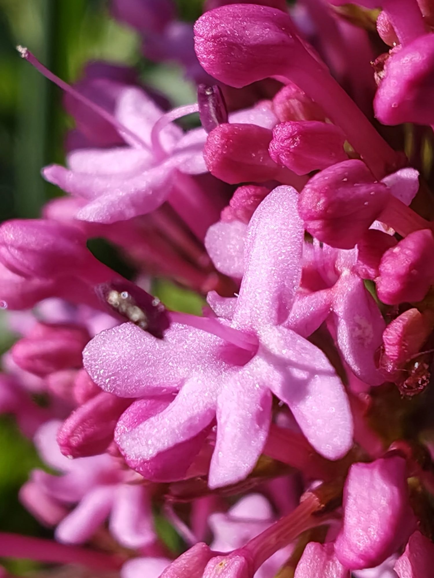 Centranthe rouge