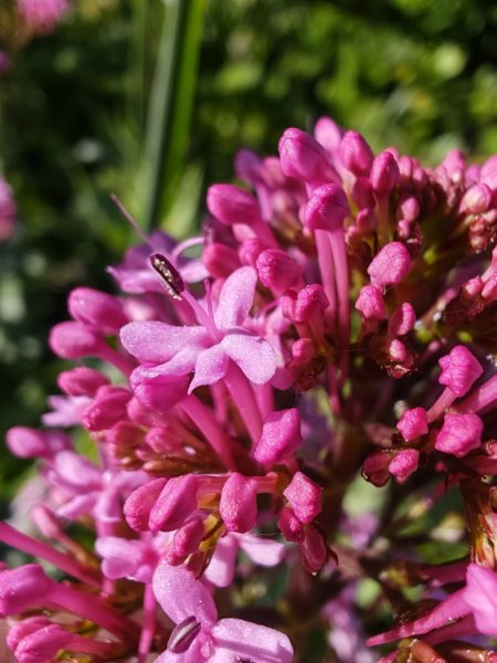 Centranthe rouge