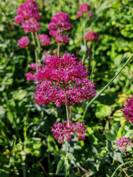 Centranthe rouge