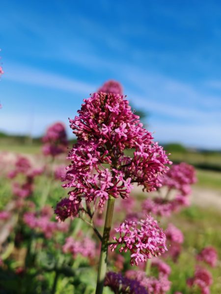 Centranthe rouge