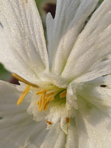 Compagnon blanc