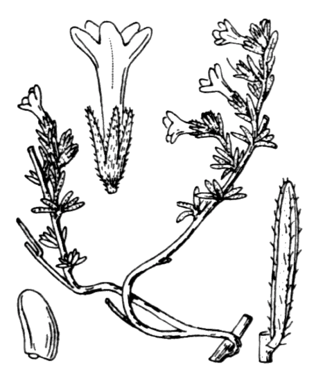Lithodore ligneuse