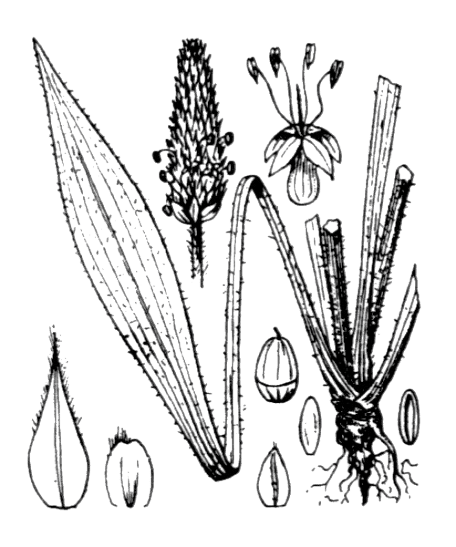 Plantain lancéolé