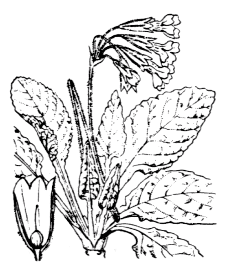 Primevère officinale