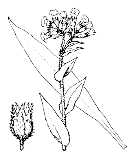 Pulmonaire à feuilles longues