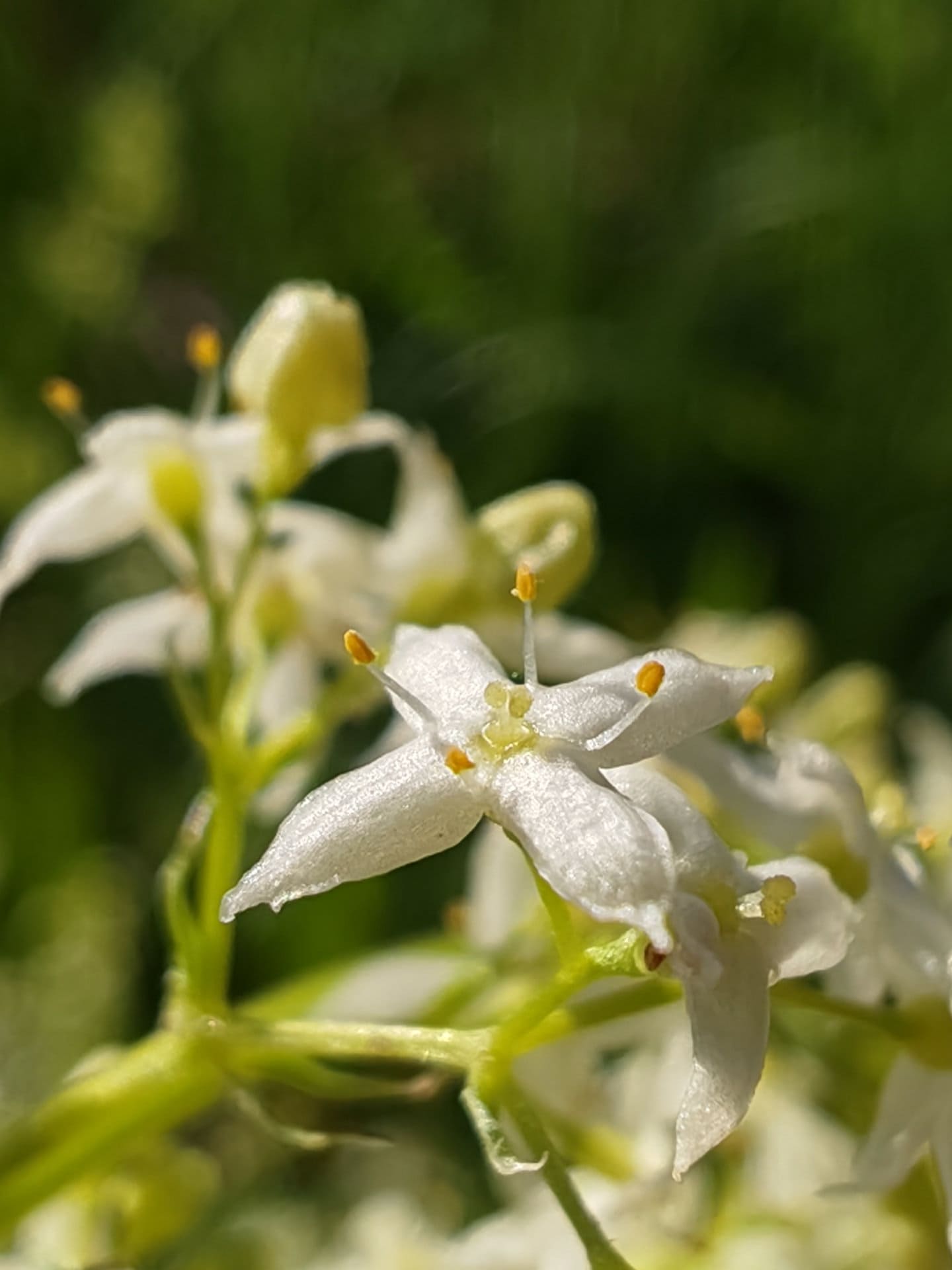 Gaillet blanc