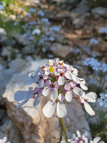 Ibéris penné
