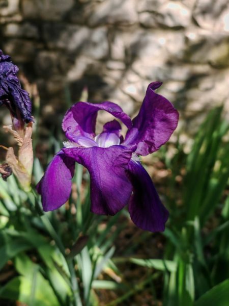 Iris d&rsquo;Allemagne