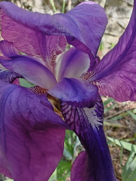 Iris d&rsquo;Allemagne