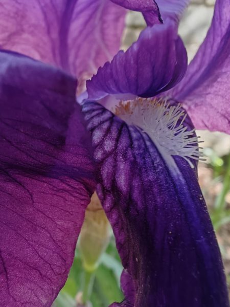 Iris d&rsquo;Allemagne