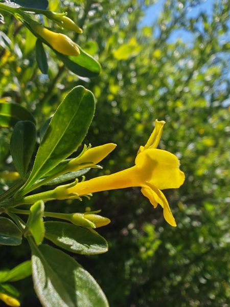 Jasmin jaune