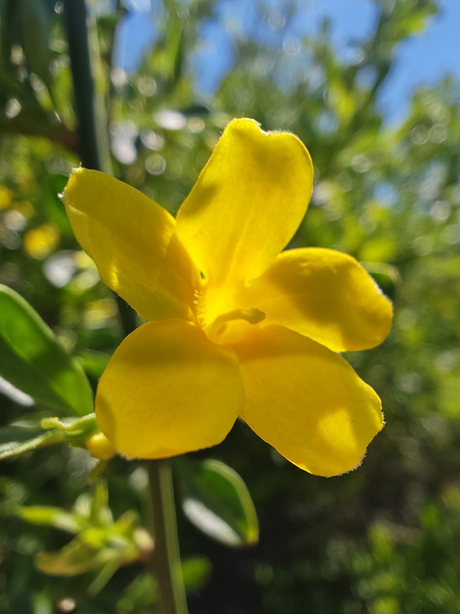 Jasmin jaune