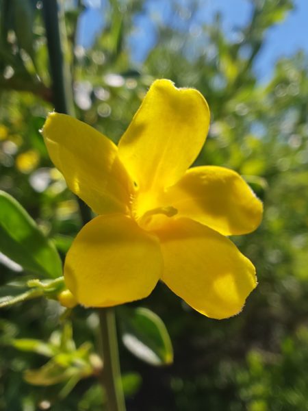 Jasmin jaune