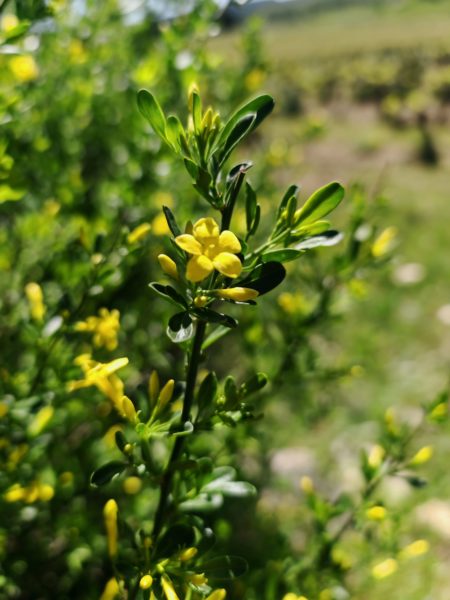 Jasmin jaune