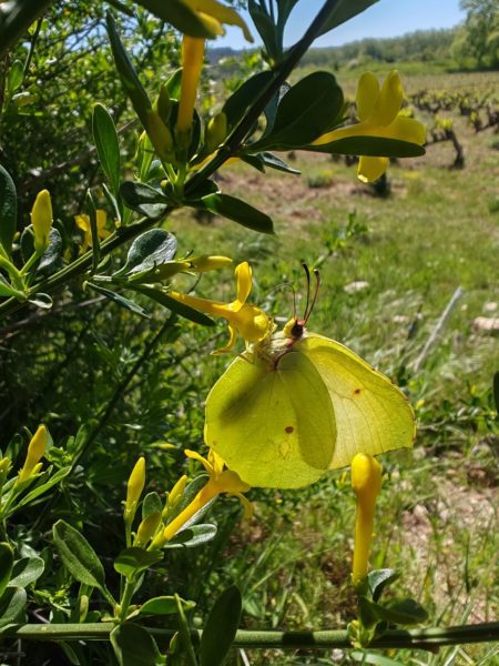 Jasmin jaune
