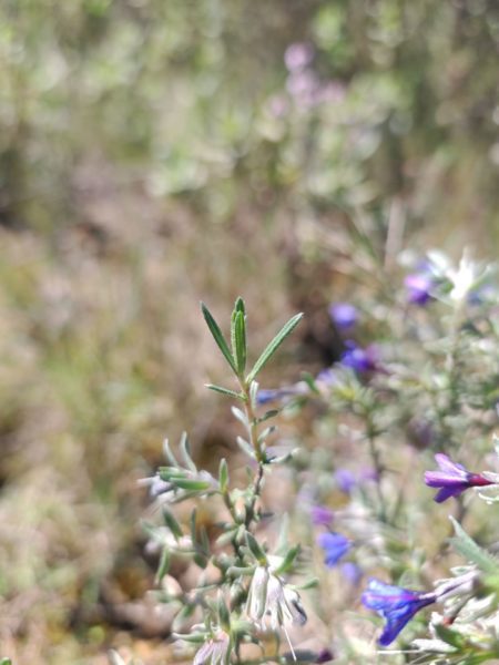 Lithodore ligneuse