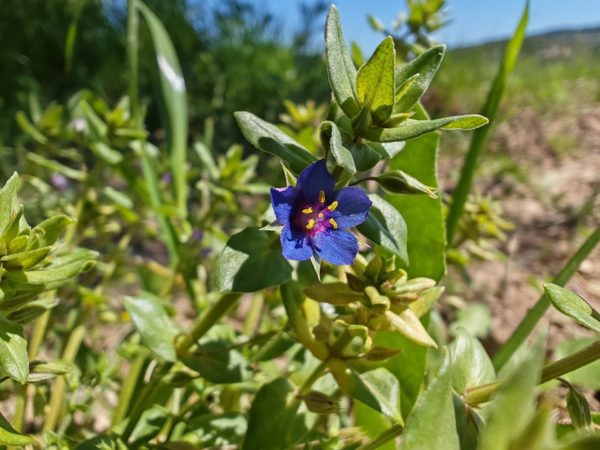 Mouron bleu