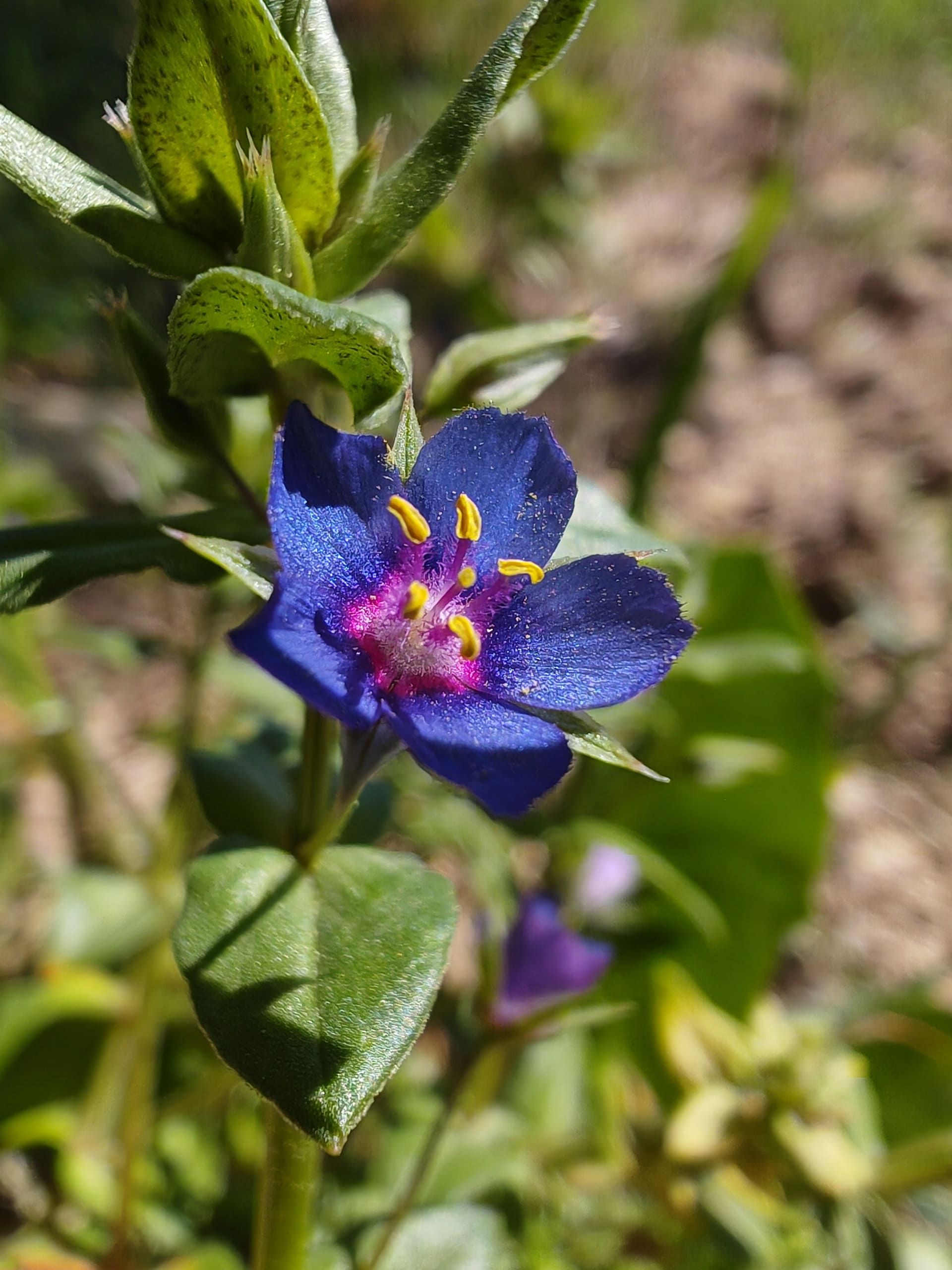 Mouron bleu