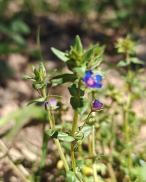 Mouron bleu