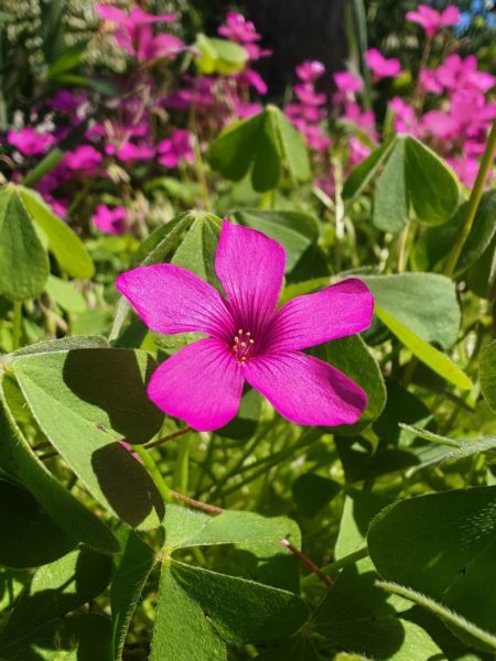 Oxalis articulé