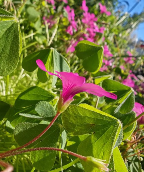 Oxalis articulé