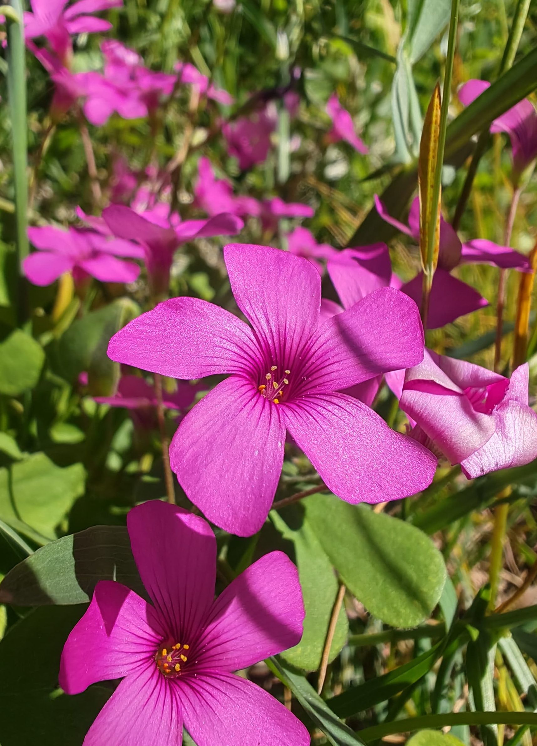 Oxalis articulé