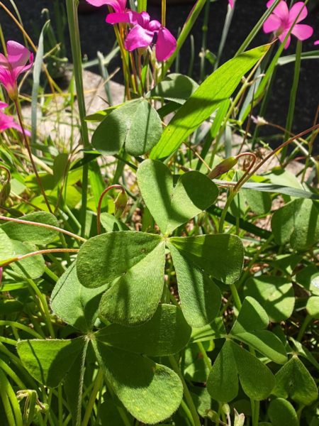 Oxalis articulé