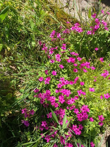 Oxalis articulé