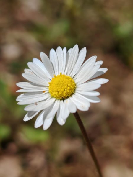 Pâquerette