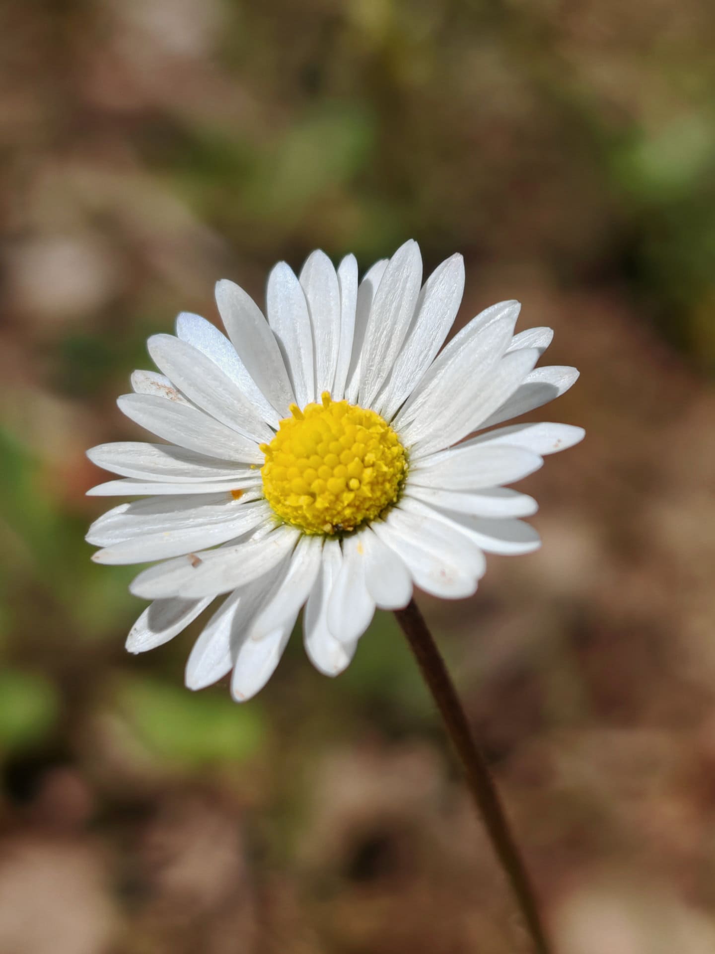 Pâquerette