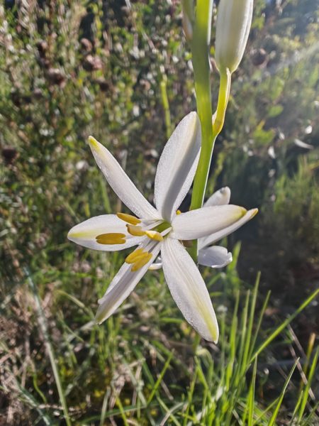 Phalangère à fleurs de lis
