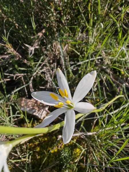 Phalangère à fleurs de lis