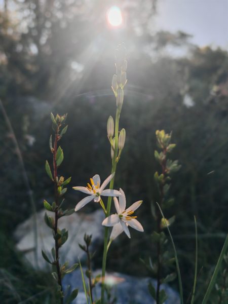 Phalangère à fleurs de lis