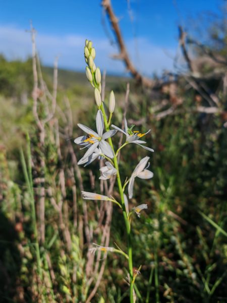 Phalangère à fleurs de lis
