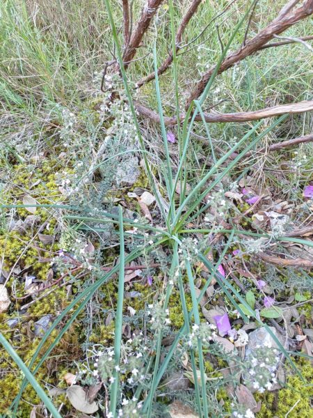 Phalangère à fleurs de lis
