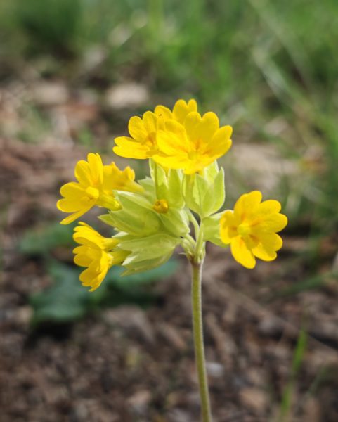 Primevère officinale