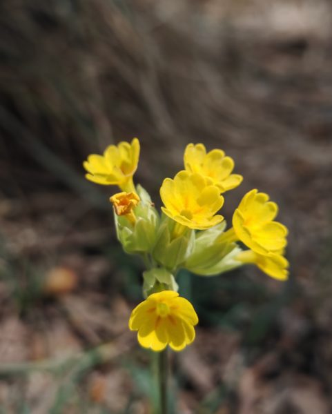 Primevère officinale